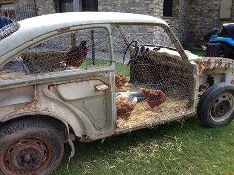 Pollaio domestico e galline "su Volks Wagen d'epoca"