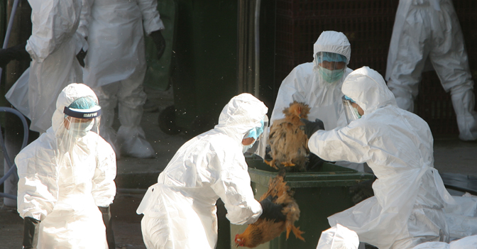 Abbattimenti selettivi di galline finalizzati al controllo della diffusione della malattia aviaria da virus A (H5N1)