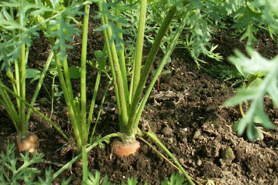 Come usare la pollina nell'orto e per le piante
