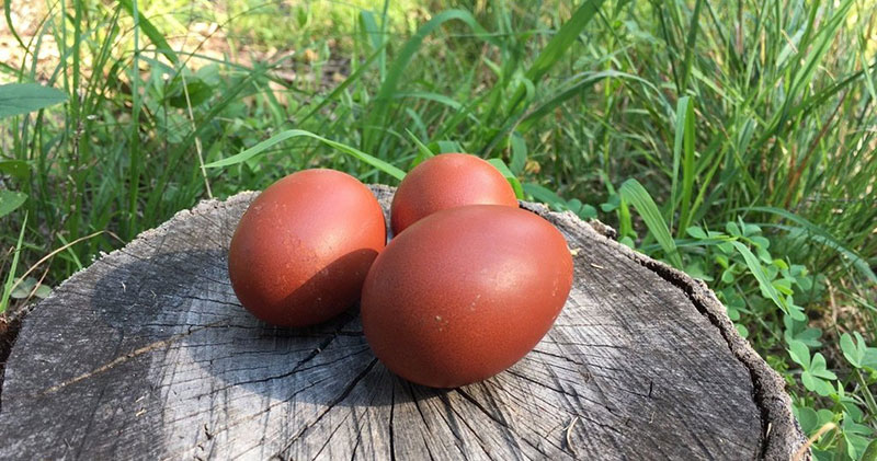 Uova scure di gallina Marans dal guscio molto spesso e resistente.