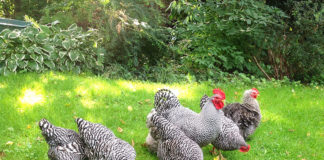 Amrock: ottima gallina ovaiola, socievole e ornamentale | TuttoSulleGalline.it