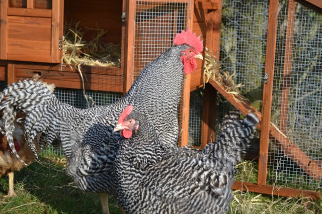 Gallo e gallina ovaiola Amrock con il bel piumaggio barrato nero e grigio