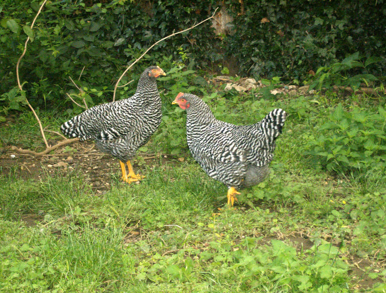 Galline ovaiole Amrock