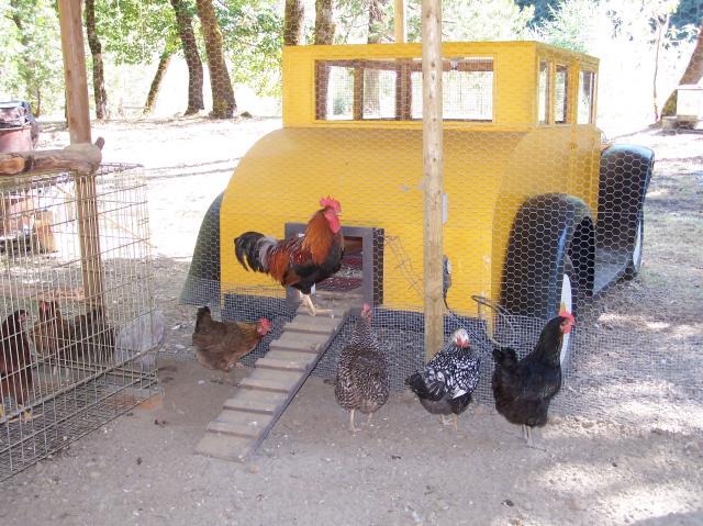 Auto d'epoca diventa pollaio per galline