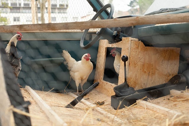 Galline vivono nella loro auto-pollaio