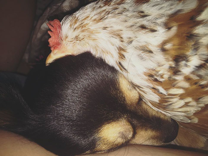 Gallina Mumble dorme accoccolata sul viso del cane