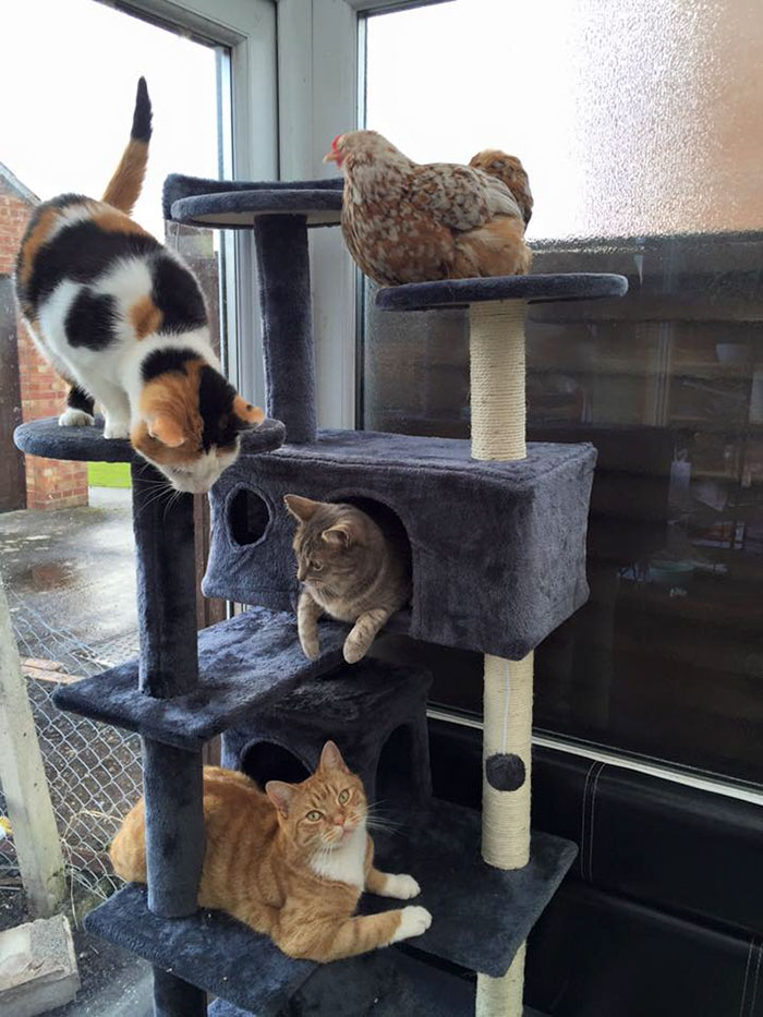 Gallina Mumble gioca con i gatti di casa