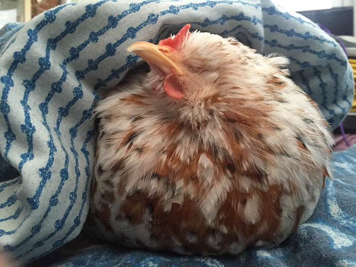 Gallina Mumble nel letto