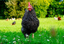 Plymouth Rock, la gallina ovaiola del veliero Mayflower | TuttoSulleGalline.it