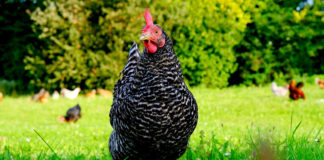 Plymouth Rock, la gallina ovaiola del veliero Mayflower | TuttoSulleGalline.it