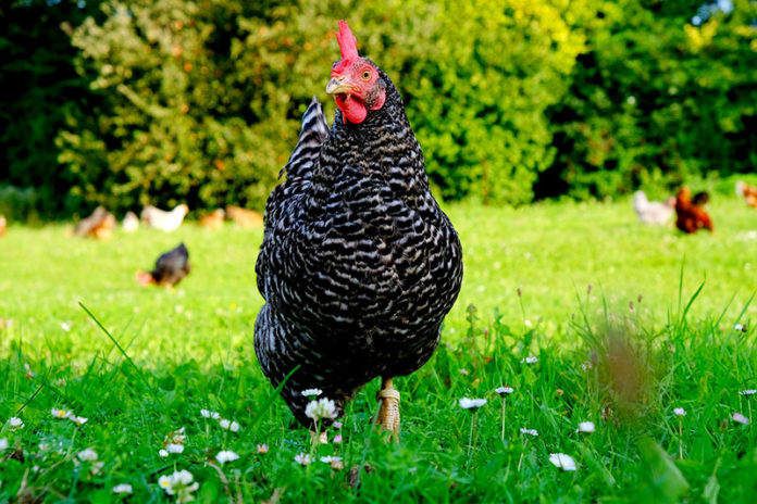 Plymouth Rock, la gallina ovaiola del veliero Mayflower | TuttoSulleGalline.it