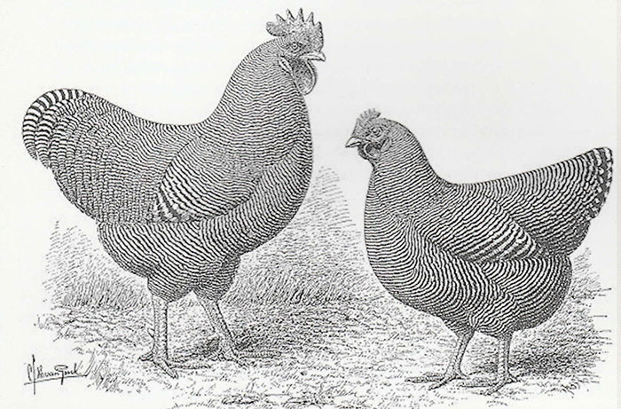 Precisione della barratura nelle galline ovaiole Plymouth Rock