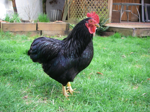 Gallina ovaiola Plymouth Rock nera