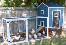 Pollaio Fai Da Te: 13 idee originali per la casa delle vostre galline | TuttoSulleGalline.it
