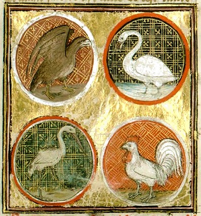 Miniatura medioevale gallina di Bartholomaeus Anglicus