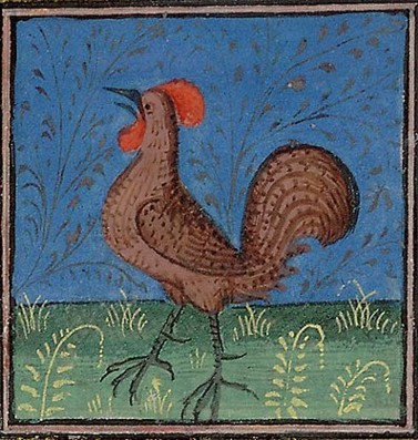 Miniatura medioevale gallina di Bartholomaeus Anglicus