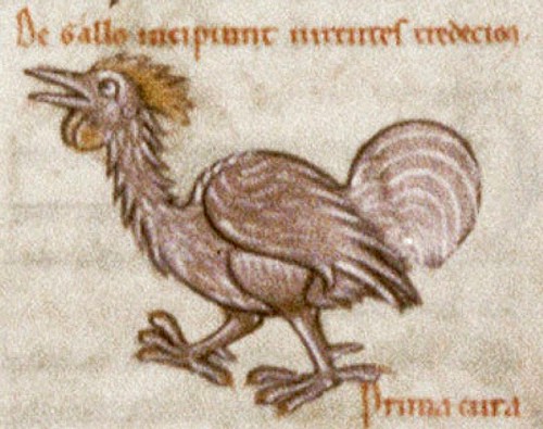 Miniatura medioevale gallina di Sesto Placito Papiriense