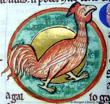 Miniatura medioevale gallo (bestiario)