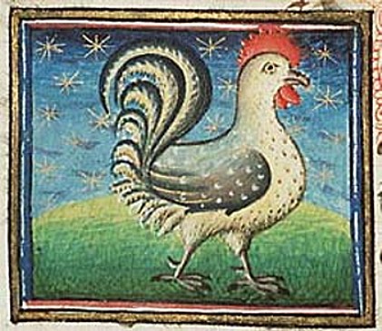 Miniatura medioevale gallo