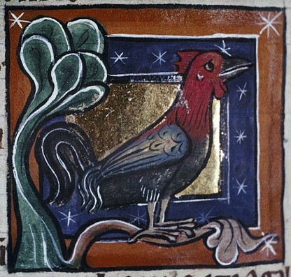 Miniatura medioevale gallo (bestiario)
