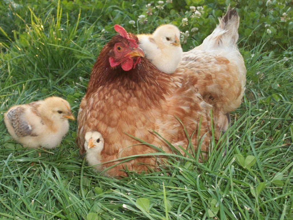 Galline e pulcini felici nell'allevamento domestico