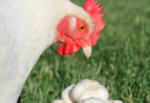 Come curare le galline dai parassiti intestinali (verminosi) | Tuttosullegalline.it