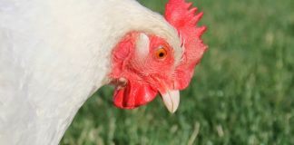 Come curare le galline dai parassiti intestinali (verminosi) | Tuttosullegalline.it