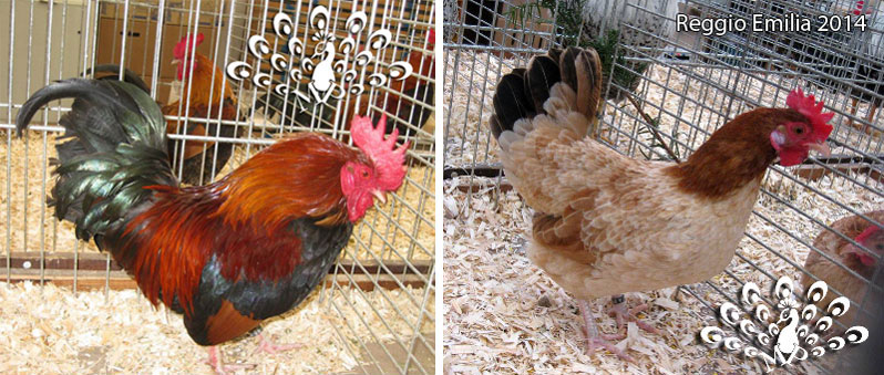 Gallo e gallina mugellesi esposti alla Mostra Nazionale di Avicoltura nel 2014