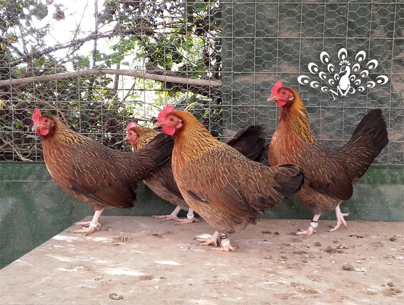 Gallina Mugellese collo oro | TuttoSulleGalline.it