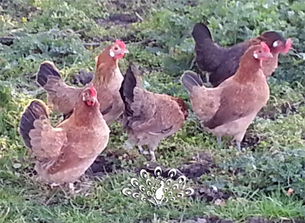 Gruppo di galline mugellesi nella colorazione dorata frumento