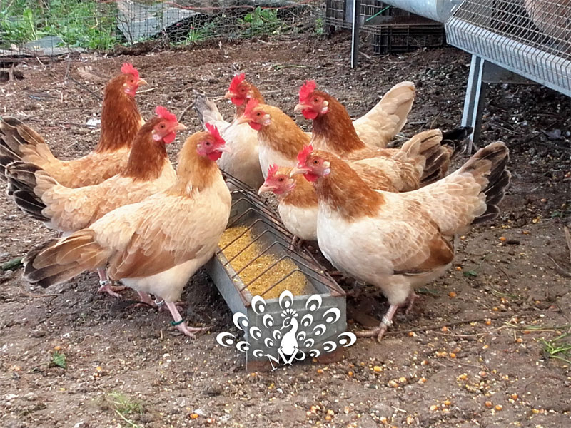 Galline Mugellesi colorazione dorata frumento