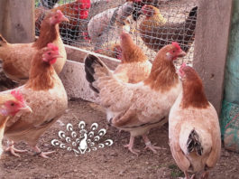 Galline Mugellesi colorazione dorata frumento