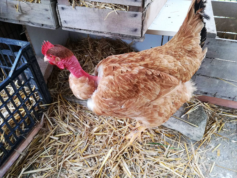 Gallina ovaiola collo nudo italiana del pollaio di Sara