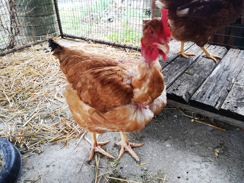 Gallina ovaiola collo nudo italiana del pollaio di Sara