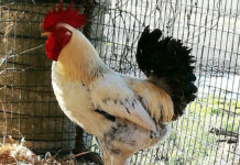 Il gallo Carmelo del pollaio di Sara | Tuttosullegalline.it