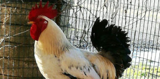 Il gallo Carmelo del pollaio di Sara | Tuttosullegalline.it