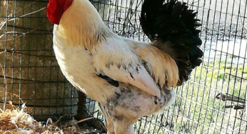 Il pollaio di Sara con il gallo Carmelo, le tre galline e le tre pulcine!