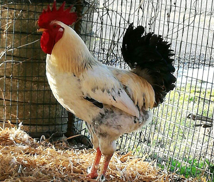 Il gallo Carmelo del pollaio di Sara | Tuttosullegalline.it