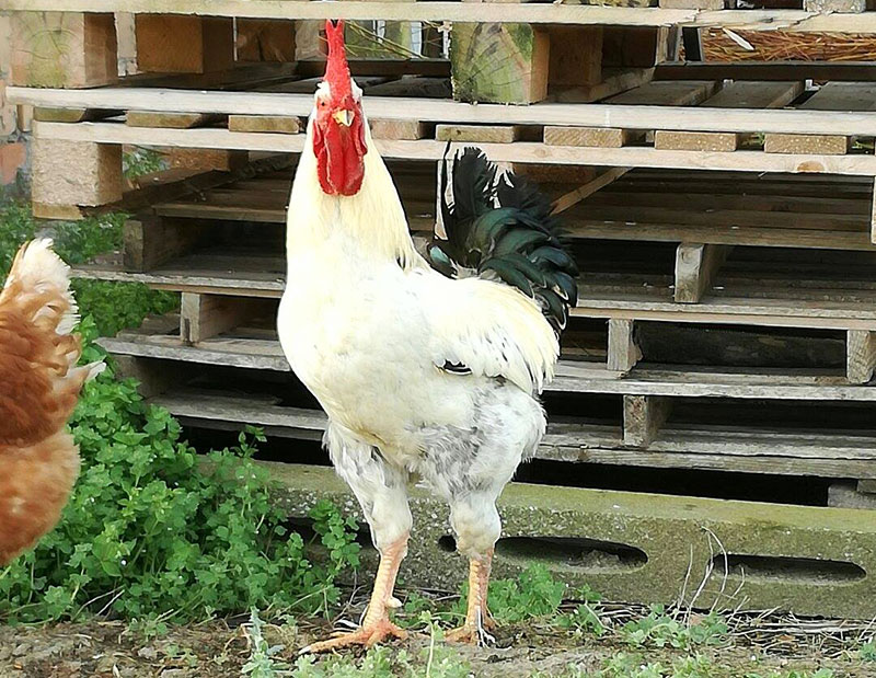 Gallo Carmelo boss del pollaio