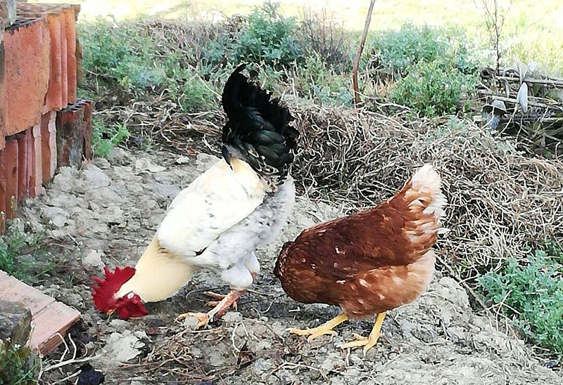 Il gallo Carmelo con la gallina Gilda del pollaio di Sara