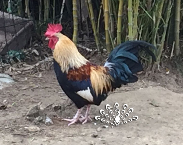 Gallo mugellese in colorazione argentata frumento