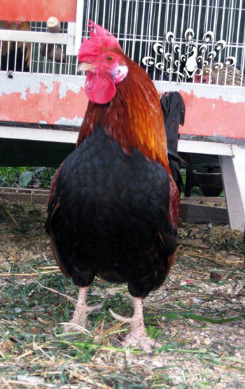 Gallo Muggellese autentico