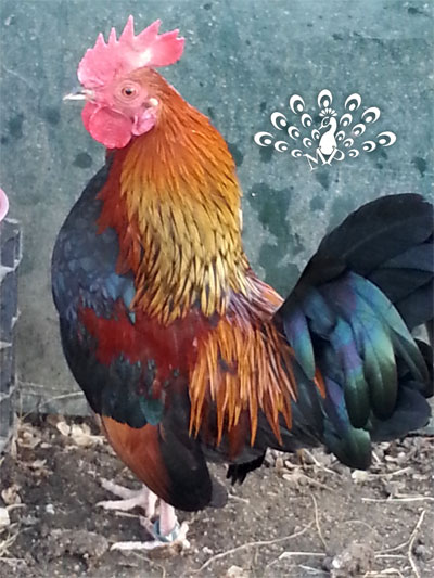 Gallo mugellese colorazione collo oro