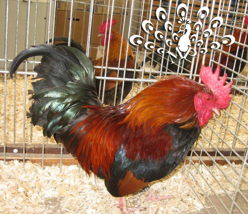 Gallo mugellese colorazione dorata frumento