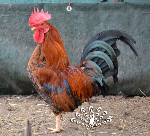 Gallo mugellese di colorazione dorata frumento