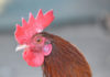 Gallina Mugellese | Tuttosullegalline.it
