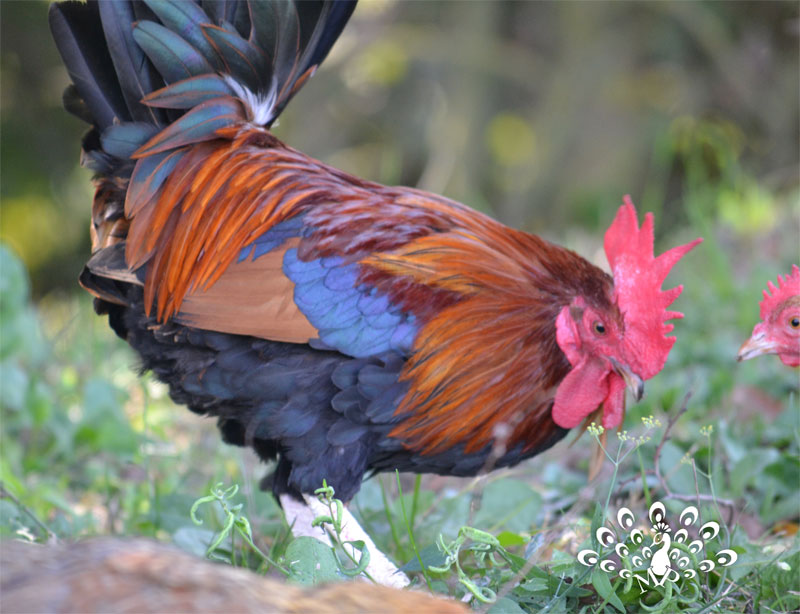 Gallo Mugellese colorazione collo oro