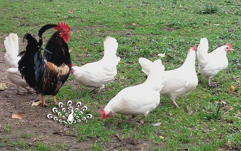 Gruppo di galline mugellesi bianche con gallo nero dorso ottone