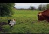 Gallo attacca mucca (video divertente) | Tuttosullegalline.it