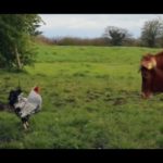 Gallo attacca mucca (video divertente) | Tuttosullegalline.it